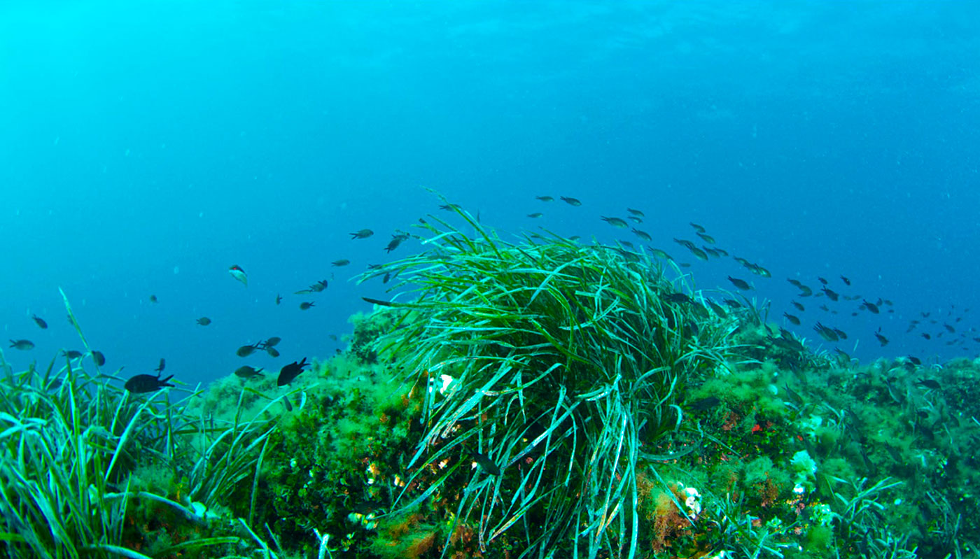 posidonia oceanica meadow ibiza formentera 01