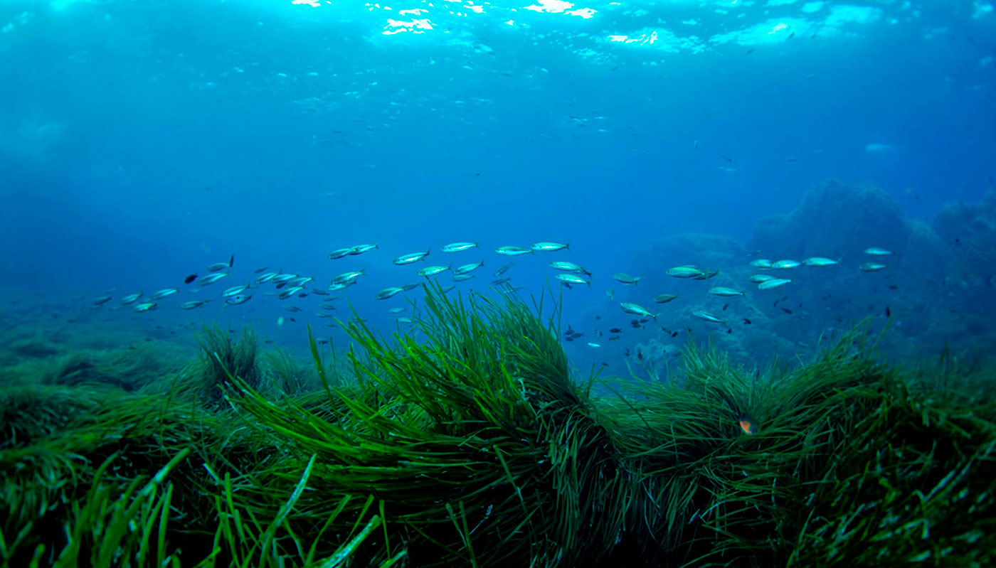 pradera posidonia oceanica ibiza formentera 02