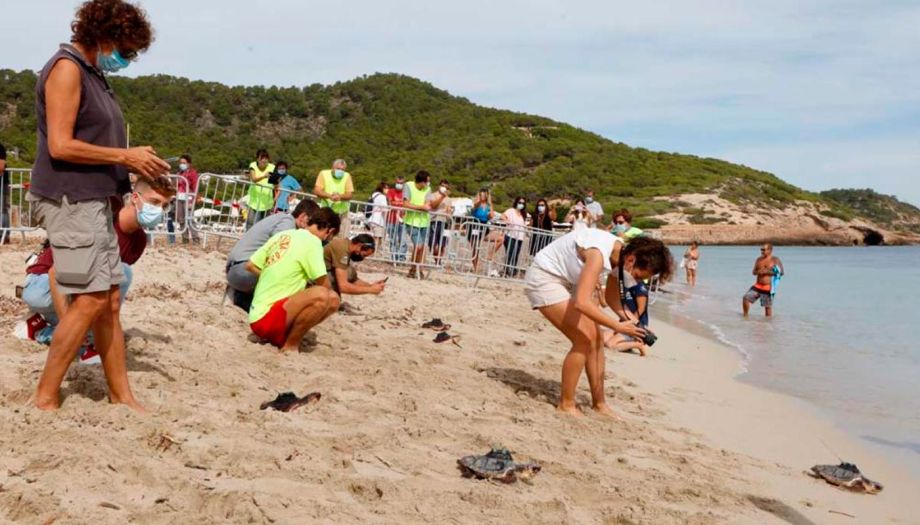 Tortugas Ibiza liberadas