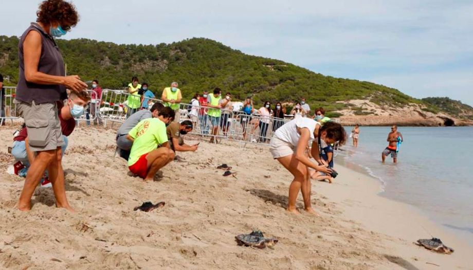 Ibiza turtles released