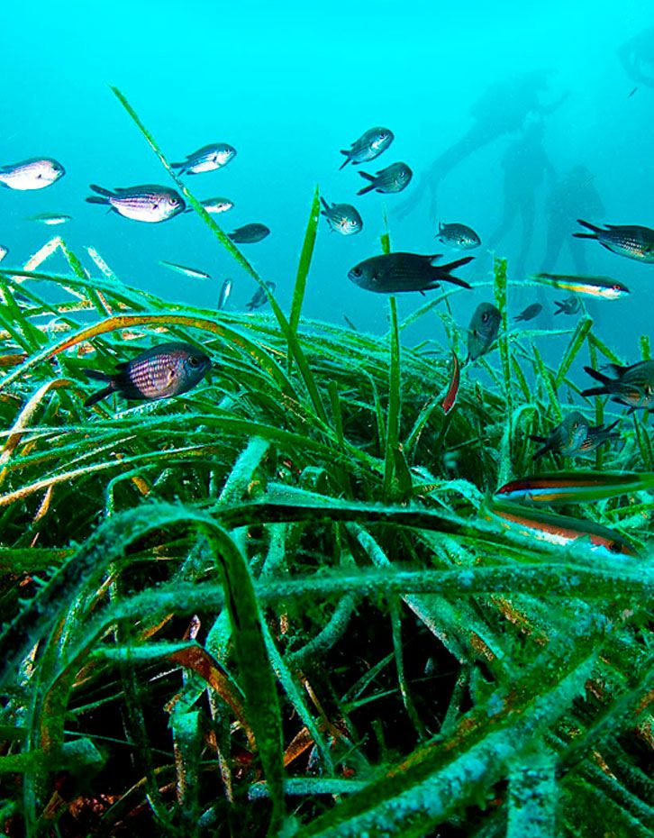 Posidonia meadow Ibiza and Formentera