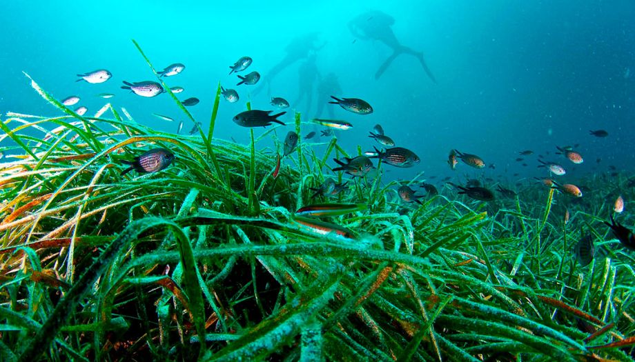 Posidonia meadow Ibiza and Formentera